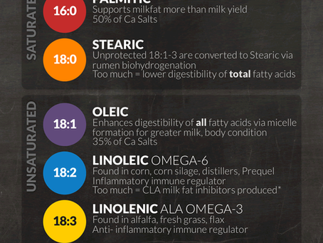 Quick Guide to Fatty Acids In Dairy Feed (Infographic)