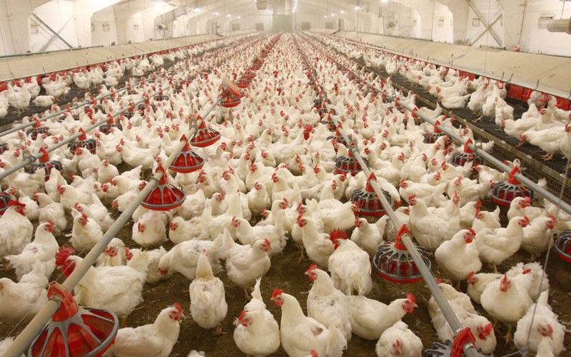 How To Feed Chicken For Egg Production