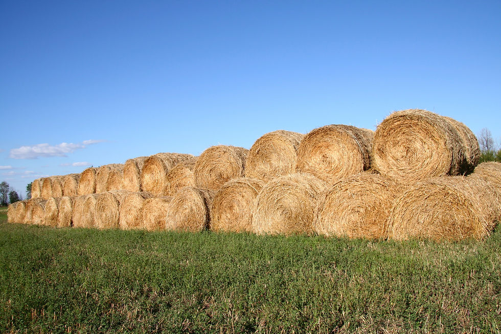 Some Tips On Winter Forage
