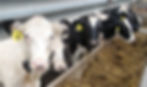 Be Proactive To Prevent Lameness During Dry Period
