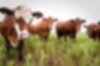 Beef Lifecycle Starts On The Cow-Calf Operation