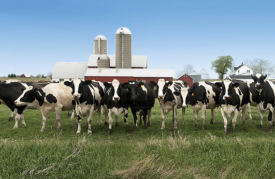 Bypass Fats For Dairy Cows