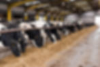 Challenges Of Monitoring Feed Ingredient Quality