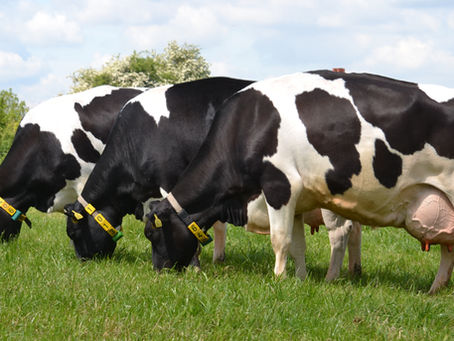 Fresh Cows Transition