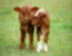 Calves Facing Nutritional Challenges During Summer
