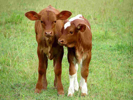 Is Your Calf Starter Optimal During Warmer Weathers?