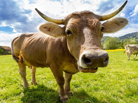 Some Tips To Achieve 30,000 Pounds Of Milk Production