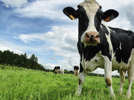 Some Tips To Assess Dairy Cow Behavior
