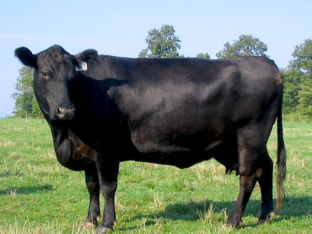 4 Spring's Biggest Challenge For Cattle