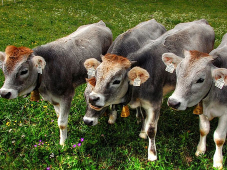 3 Nutrition Tips For Successful Calving Season