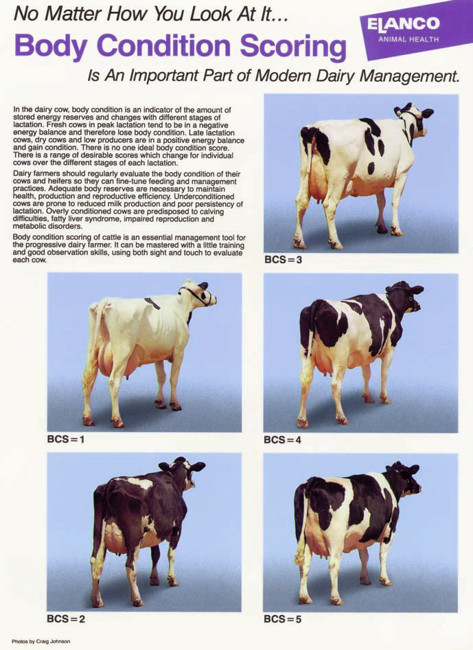 Body Condition Scoring Bcs With Dairy Cattle