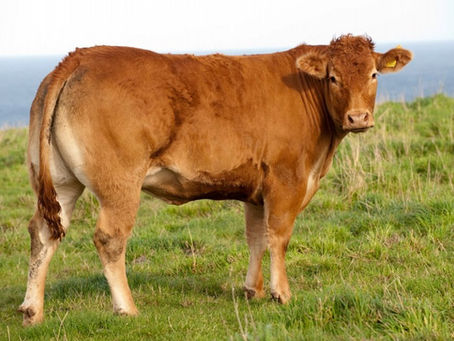 Avoid Cutting Cattle Vitamin When Possible