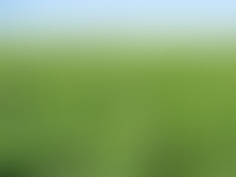 Things To Consider When Feeding Higher Forage Rations