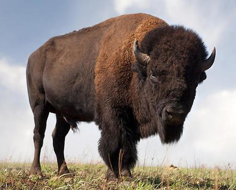 Buffalo