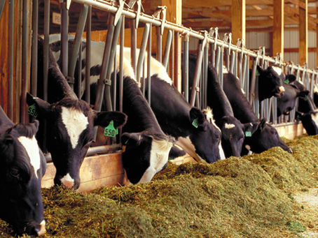Tips On Cutting Dairy Farm Expenses