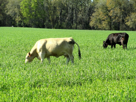 Winter Forage For Cattle