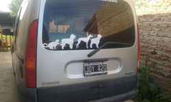 Perros y Gatos