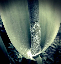 Eva vegetal II . 2013.