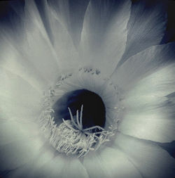 Ese abismo II . 2011