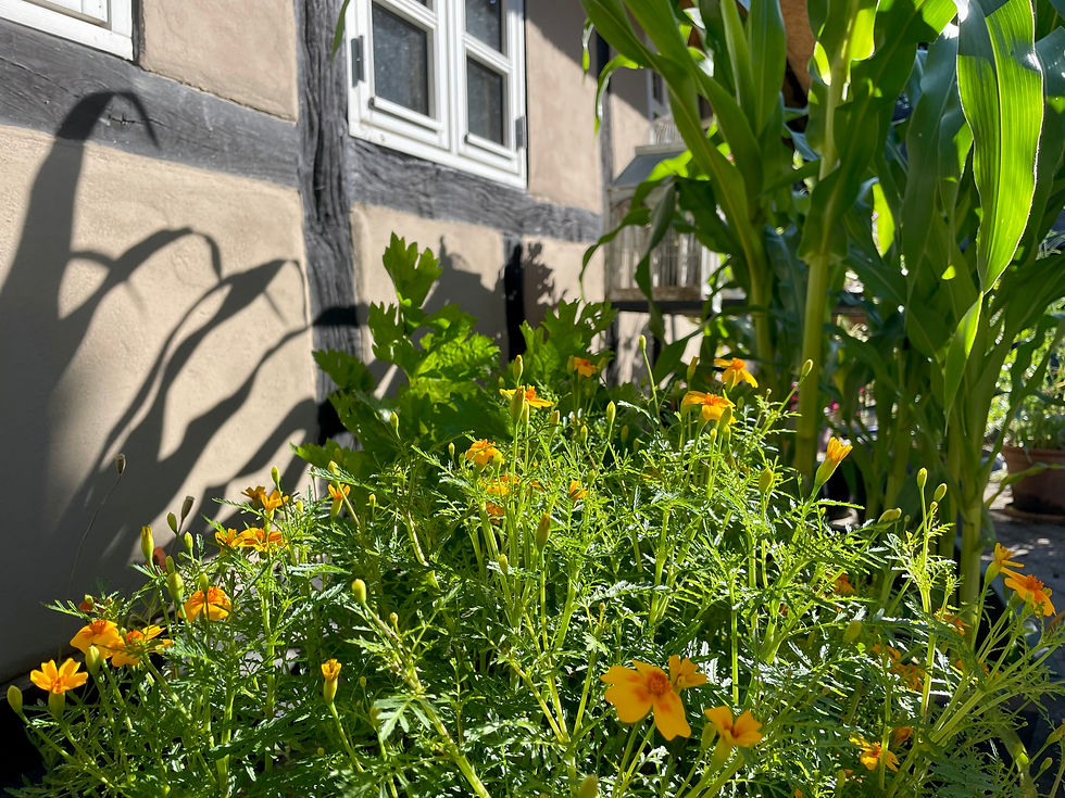 Sukkermajs og Appelsin Tagetes i spande på terrassen