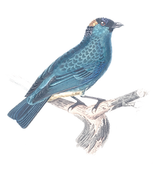 dessine-main-scarus-vert_edited_edited.p