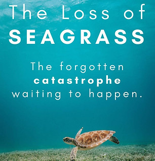 24bb0043e1774accbf1f92ade7b12f0e_edited.