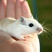 Small Pet Care