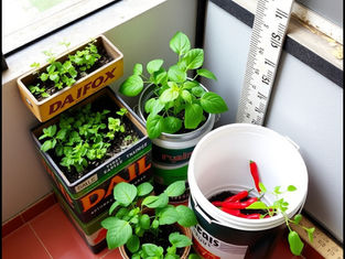Urban Farming in Indian Cities: Growing Food on Balconies and Rooftops, A Beginner's Guide to Home Growing