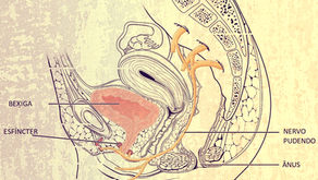 A hipótese da relação entre a COVID-19 e a neuropatia pudenda