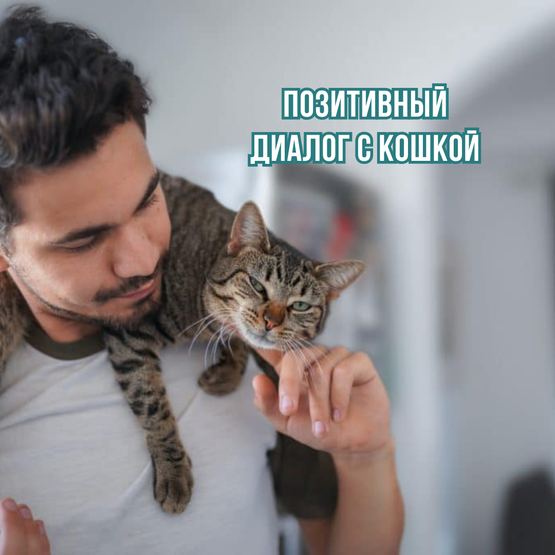 Позитивный диалог с кошкой