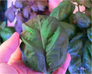 Hoja de Albahaca en mano Farmtastica