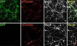 ipscs.jpeg