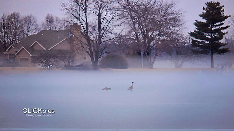 Geese Among the Fog
