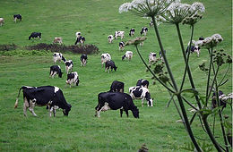 Bed-and-breakfast-Totnes-cows-stanboroug