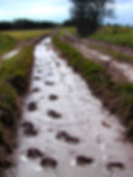Wolf tracks