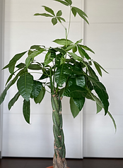 観葉植物 パキラ