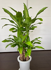 観葉植物 ドラセナ