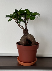 観葉植物 ガジュマル