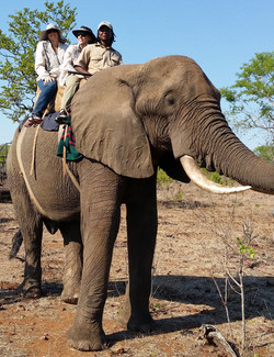 Elephant back safari, what a blast
