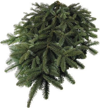 Noble Fir.png