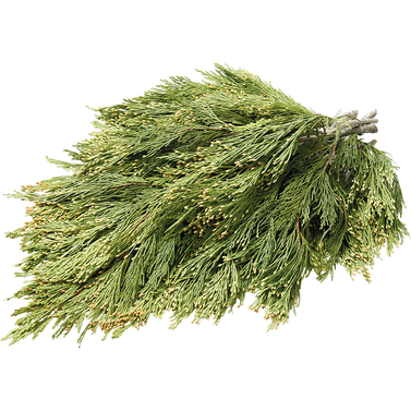 Incense Cedar.png