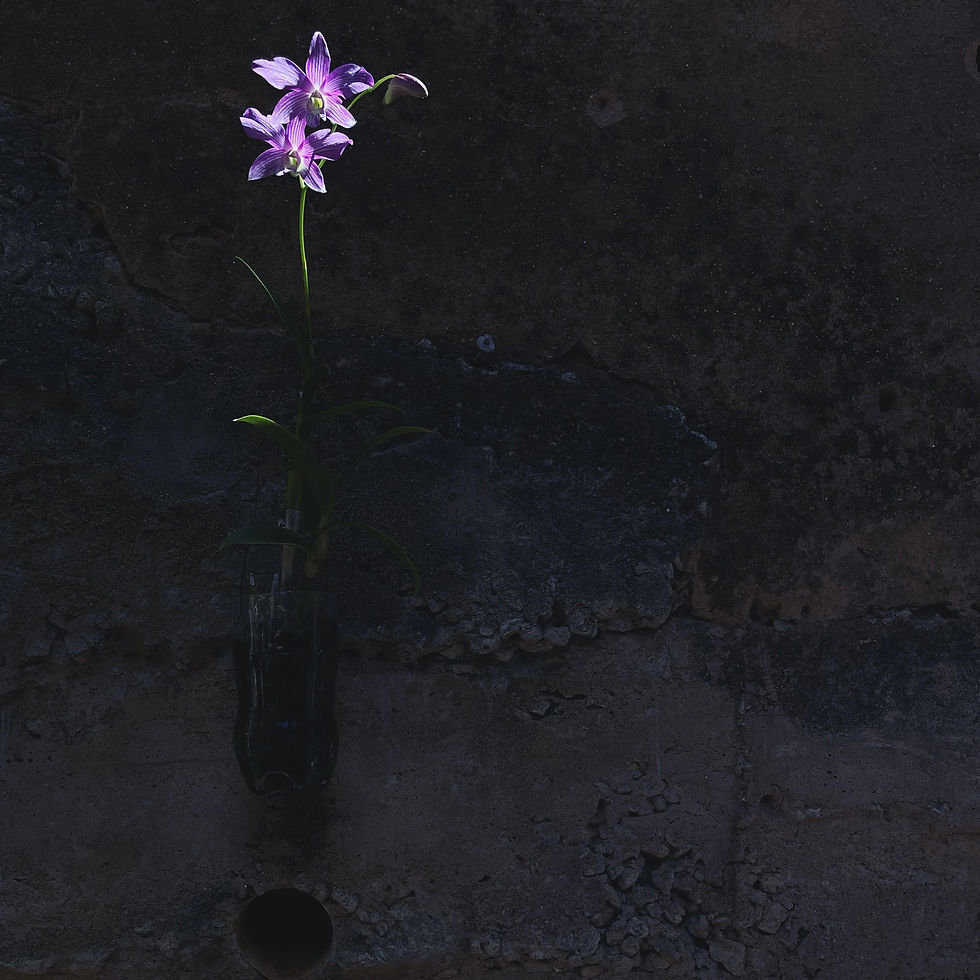 flkor roxa iluminada em fundo preto segregação na fotografia