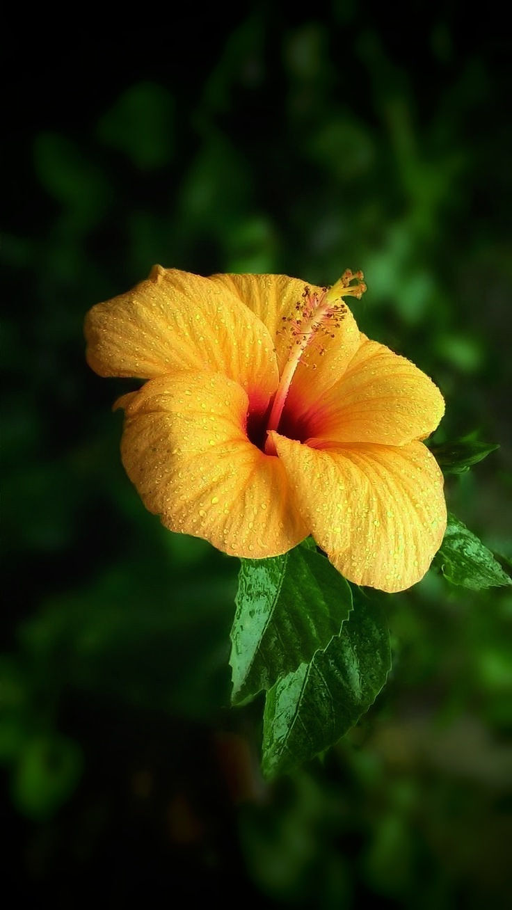 flor amarela