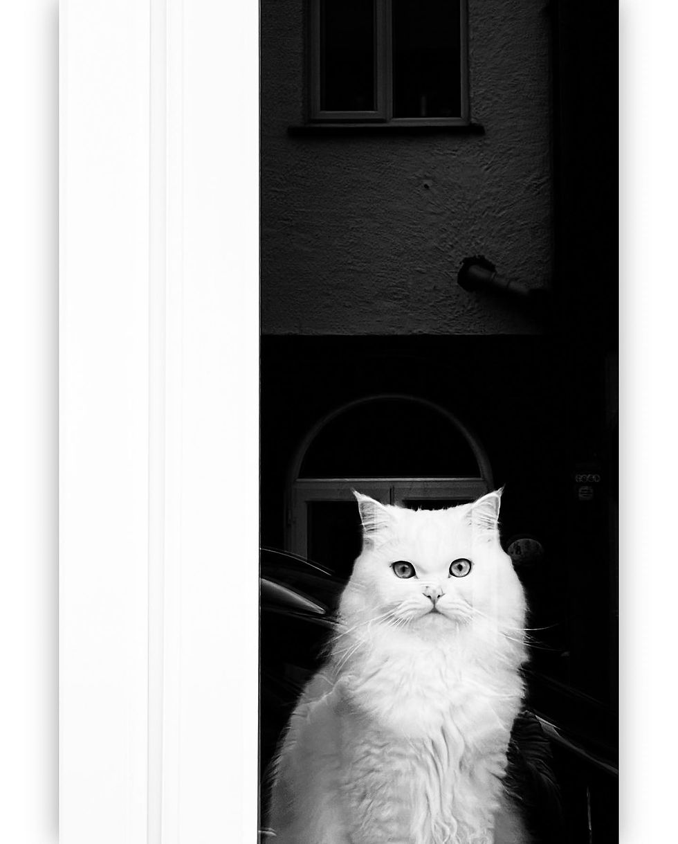 photography of cats