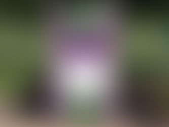 Elderberry? Whats the big deal?