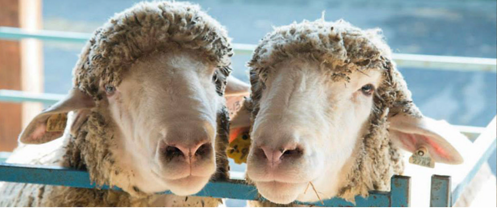 Rhinebeck Weekend Events