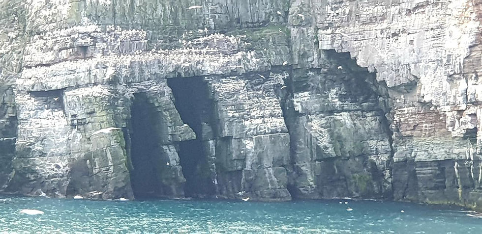 Wild birds on Shetland cliff