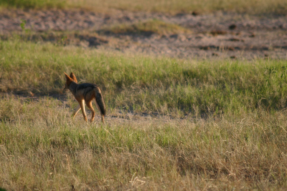 IMG_4998+Black+Backed+Jackal