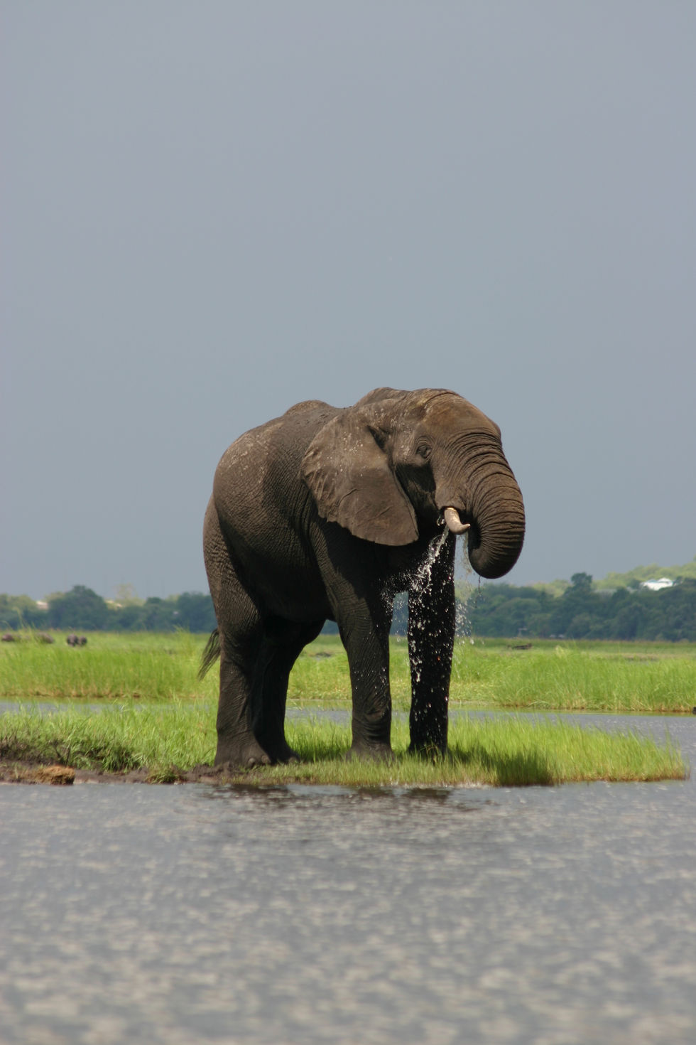 IMG_4284+Thirsty