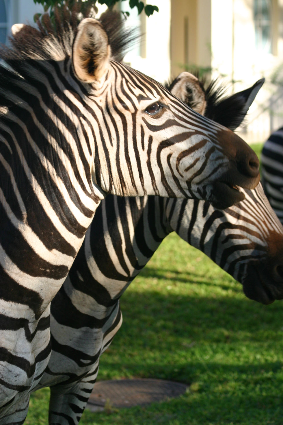 024+IMG_3322+Zebras+outside+our+door